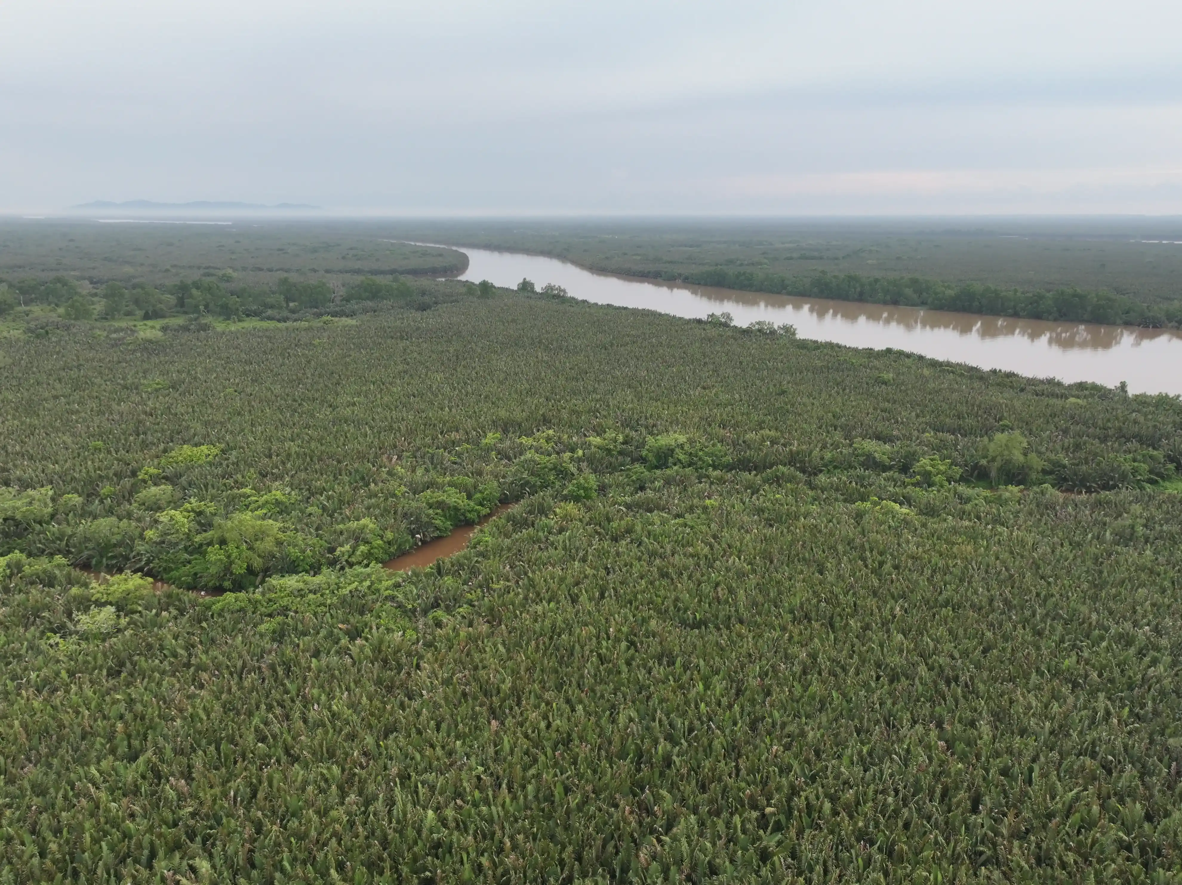 Forest Aerial View