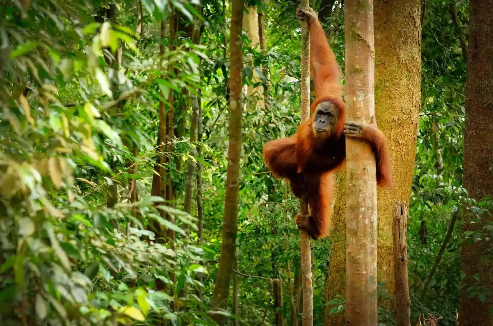 Biodiversity Protection