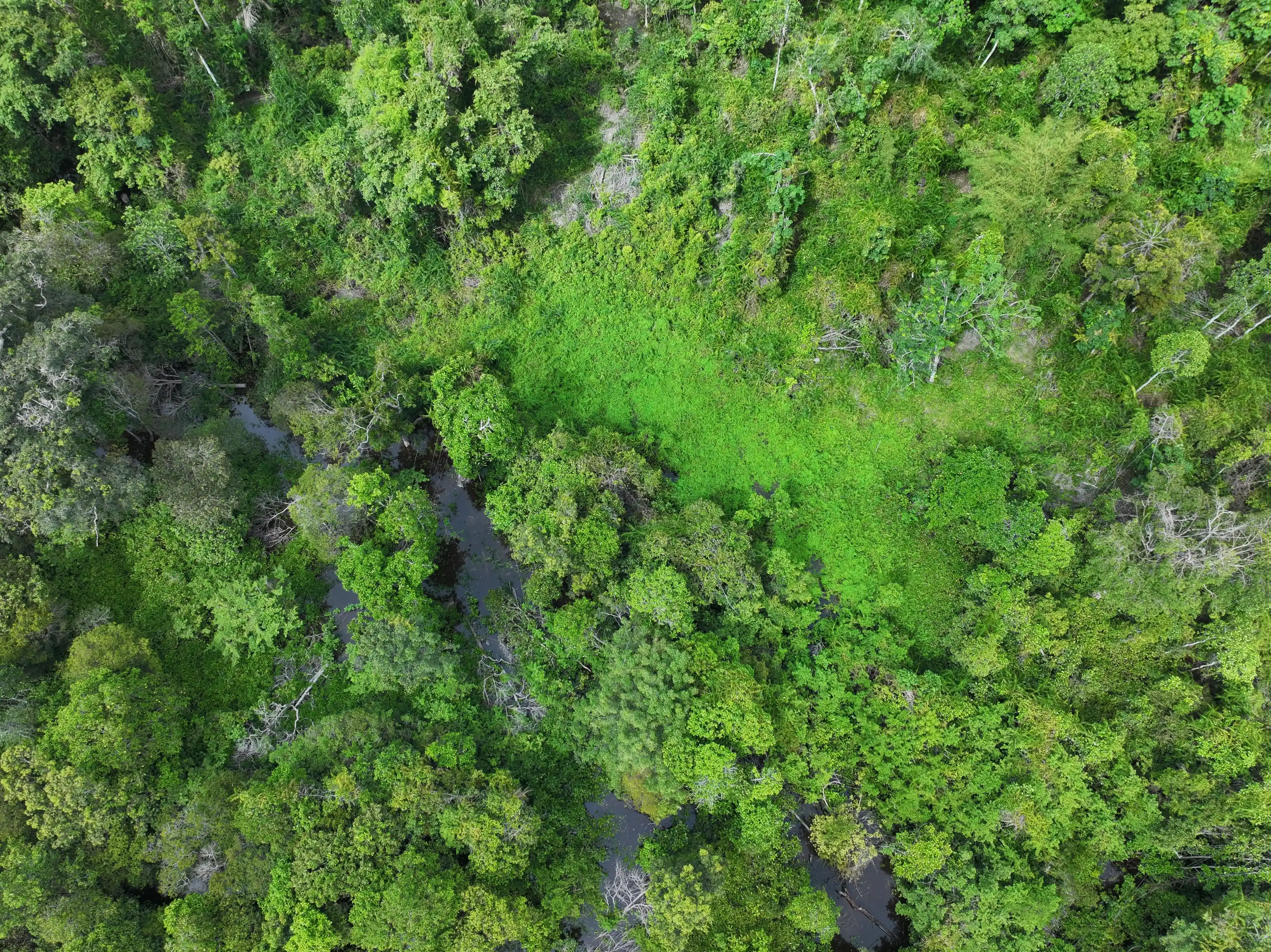 Lush green tropical forest canopy