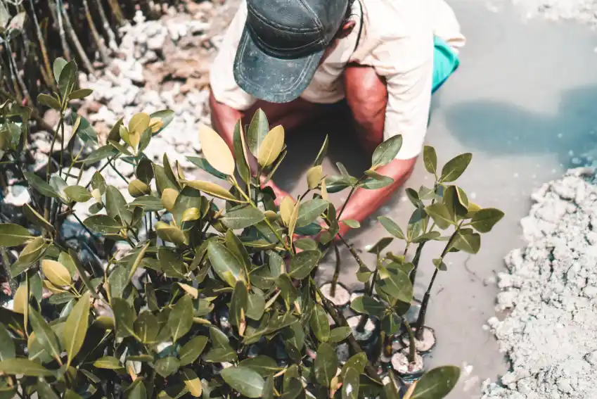 Mangrove 2019