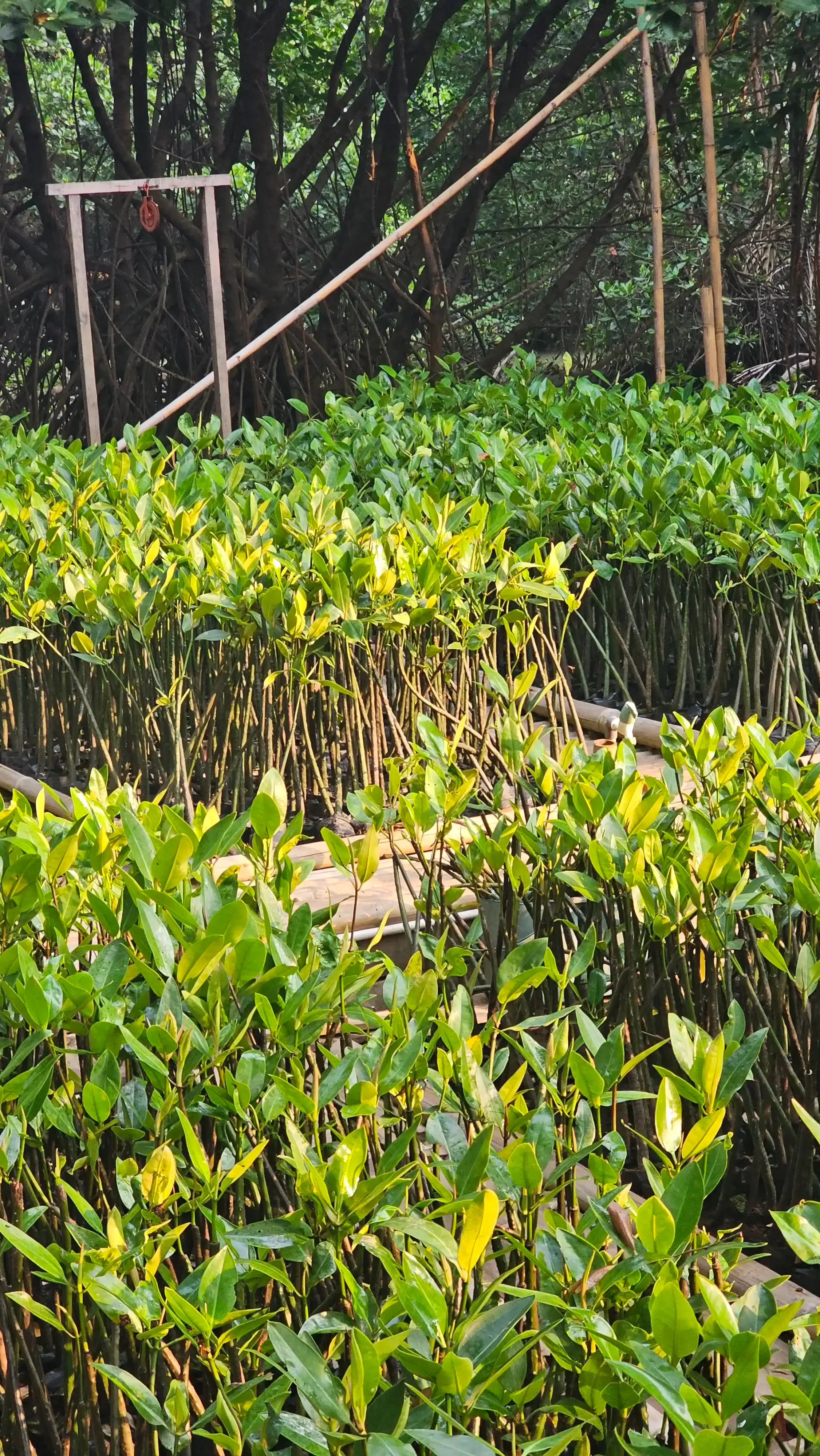 Mangrove Trees Planting 2