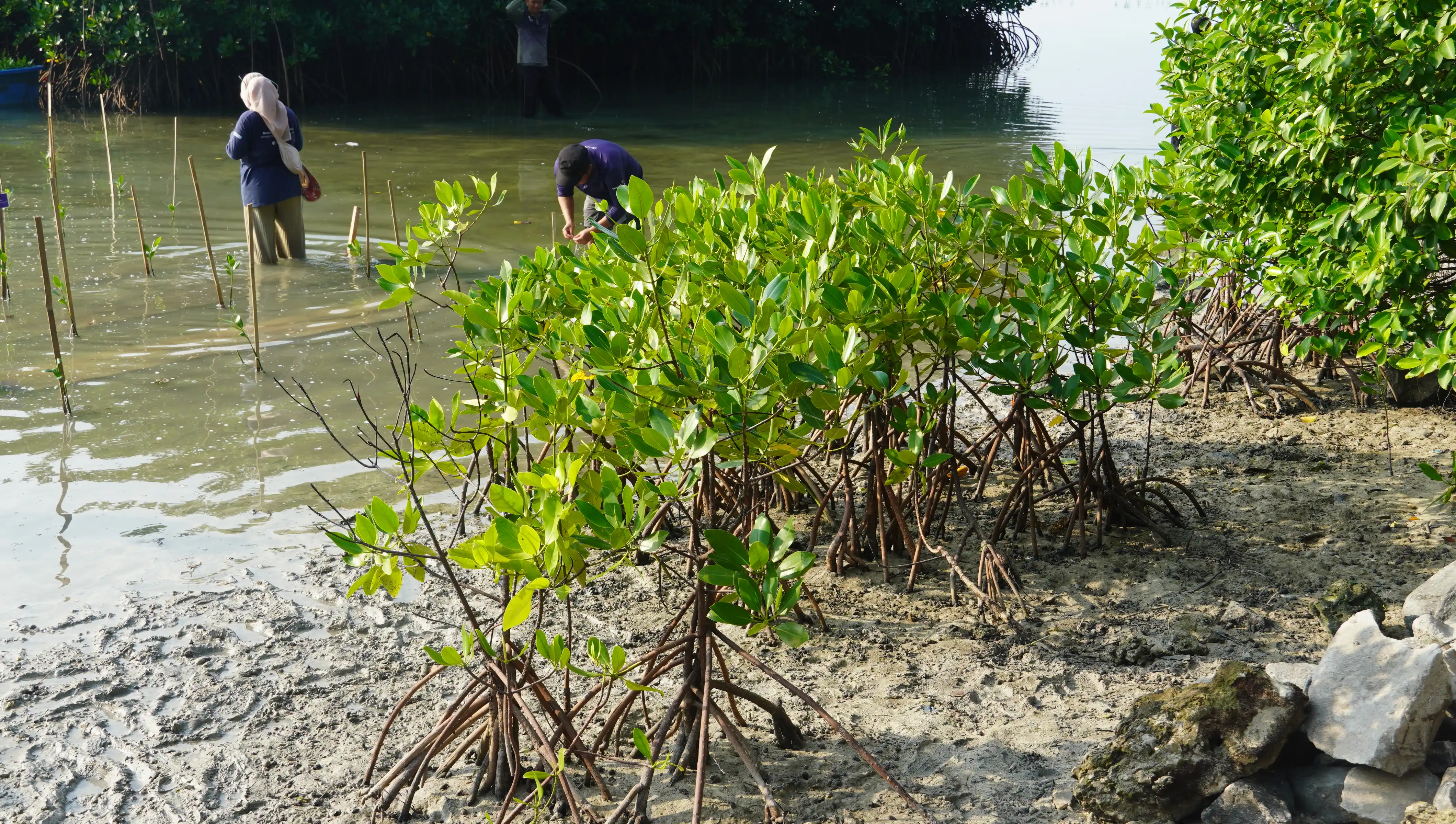 Ikut Tanam Mangrove untuk Udara Bersih Jakarta 2