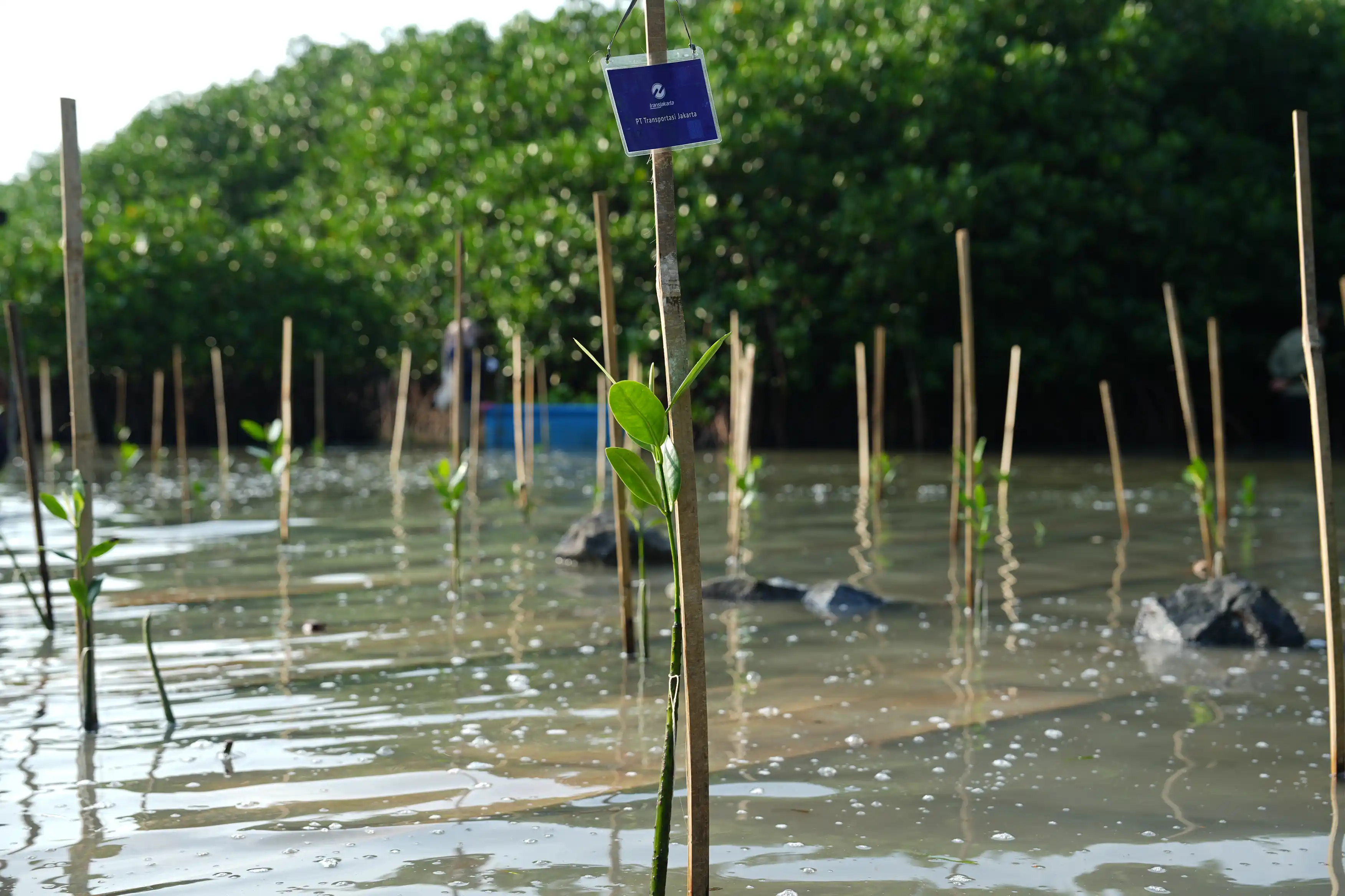 Ikut Tanam Mangrove untuk Udara Bersih Jakarta 3