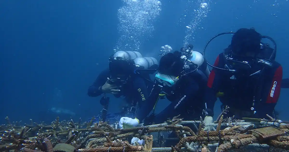 Project Overview - bali