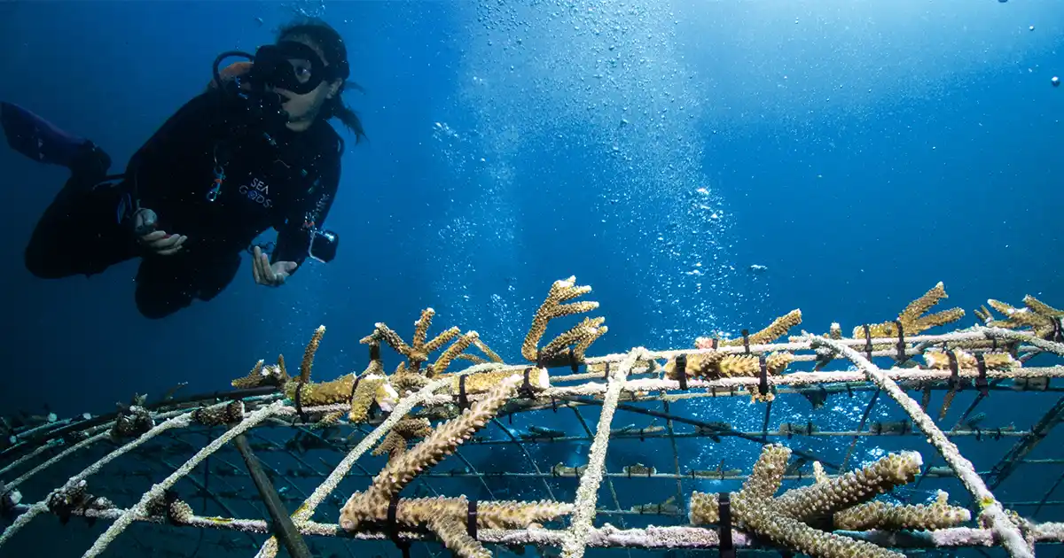 Coral Restoration