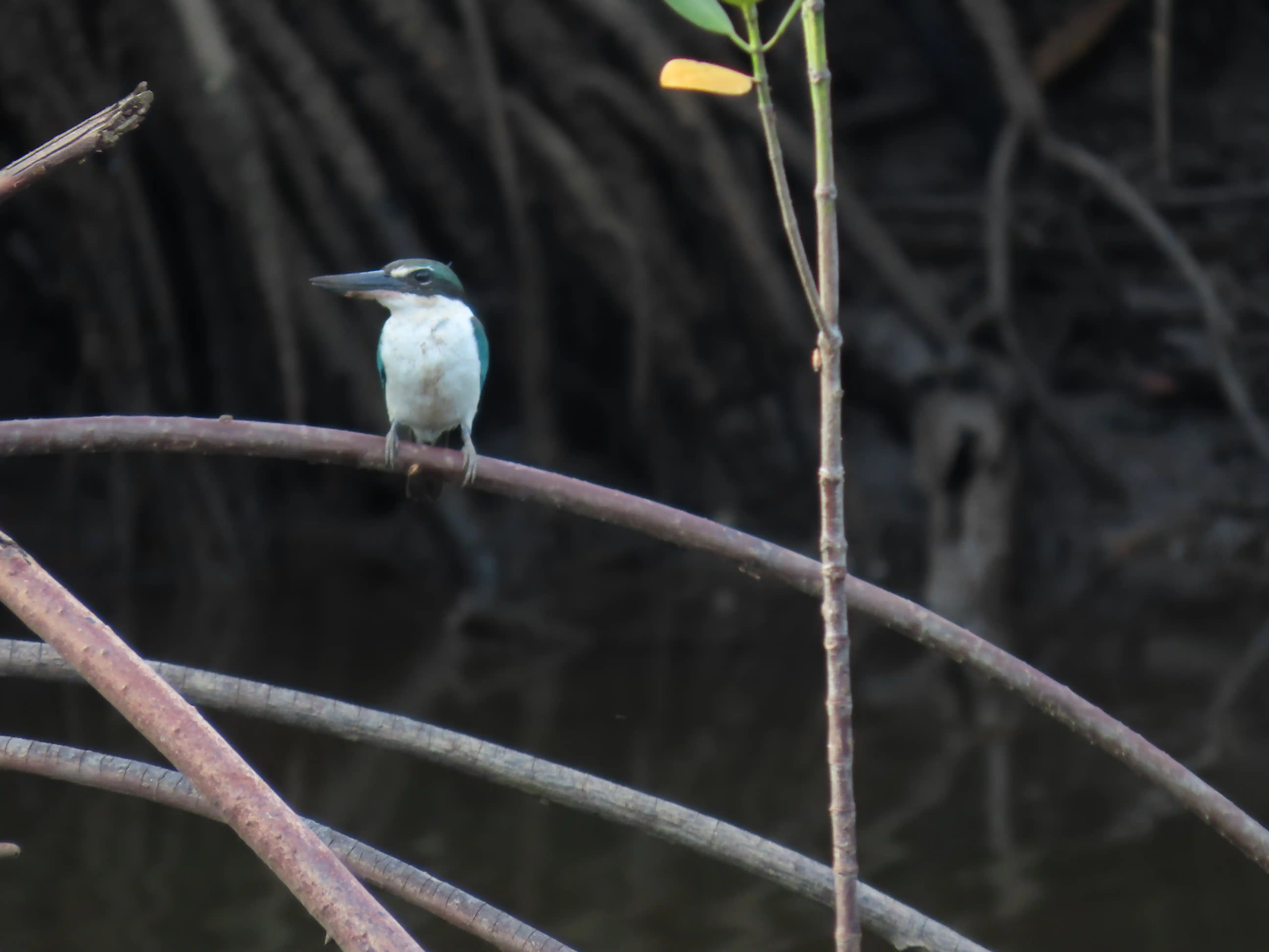 Preserving Biodiversity