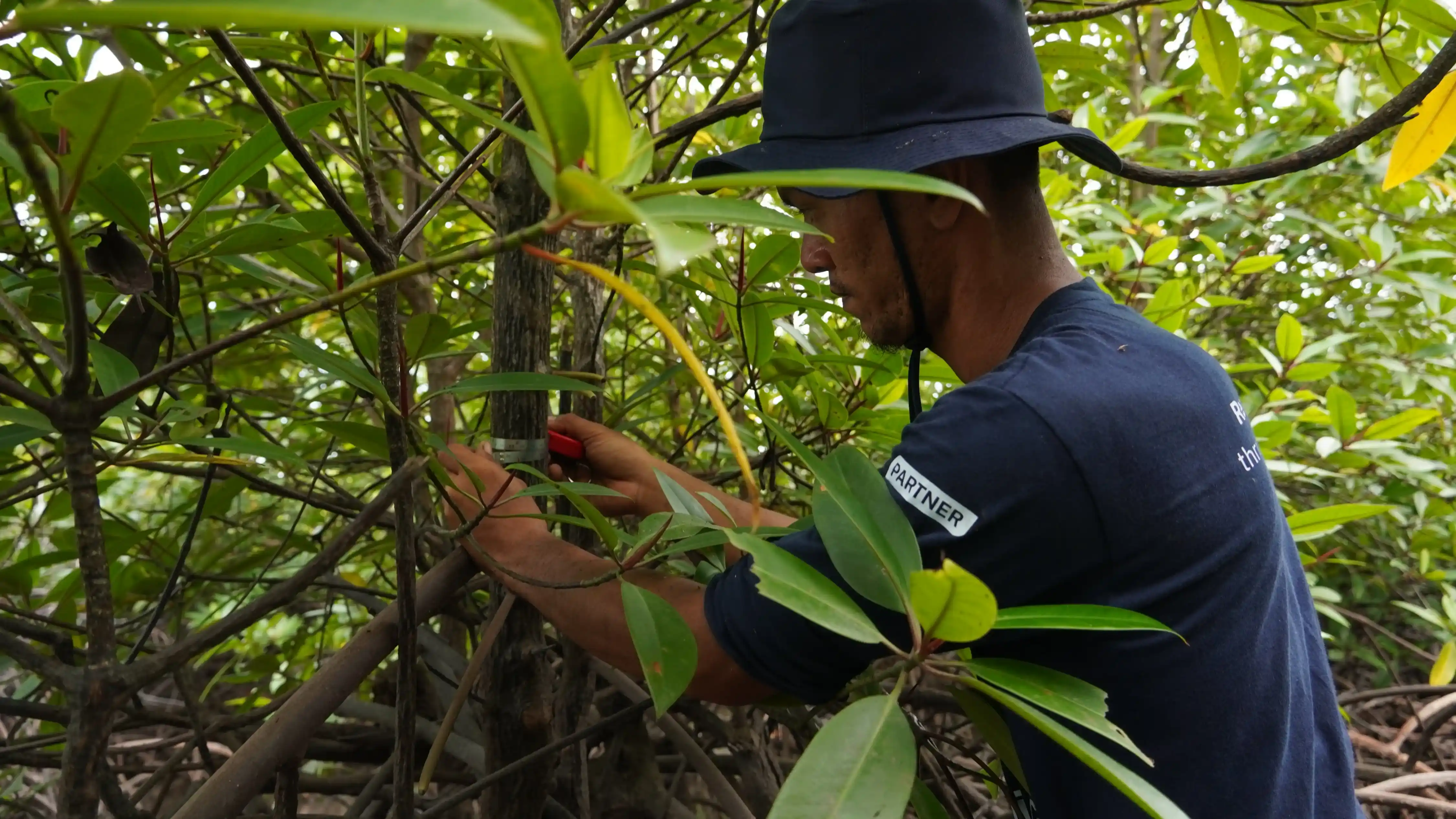 Nature-based Carbon Project