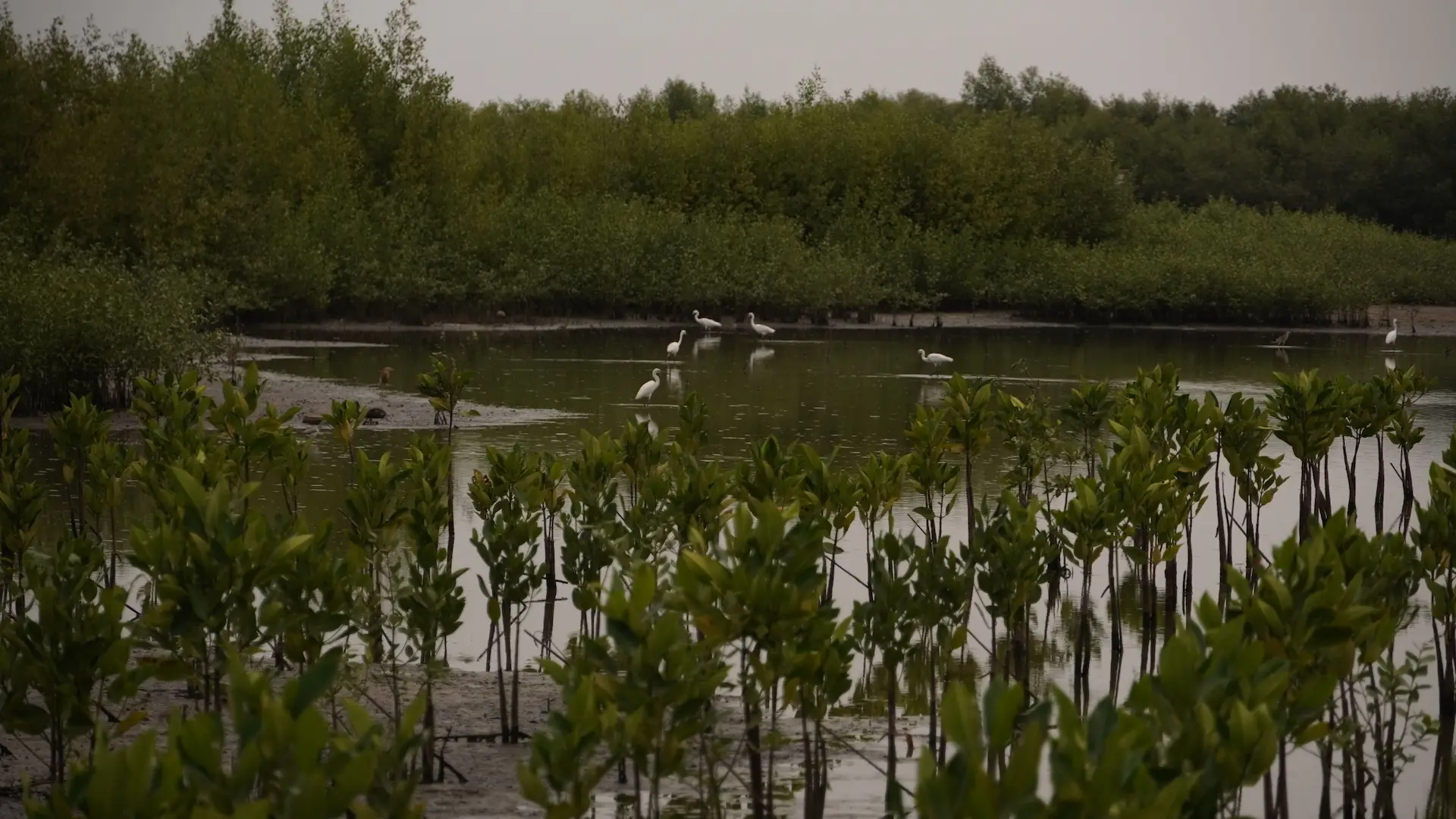 Environmental background