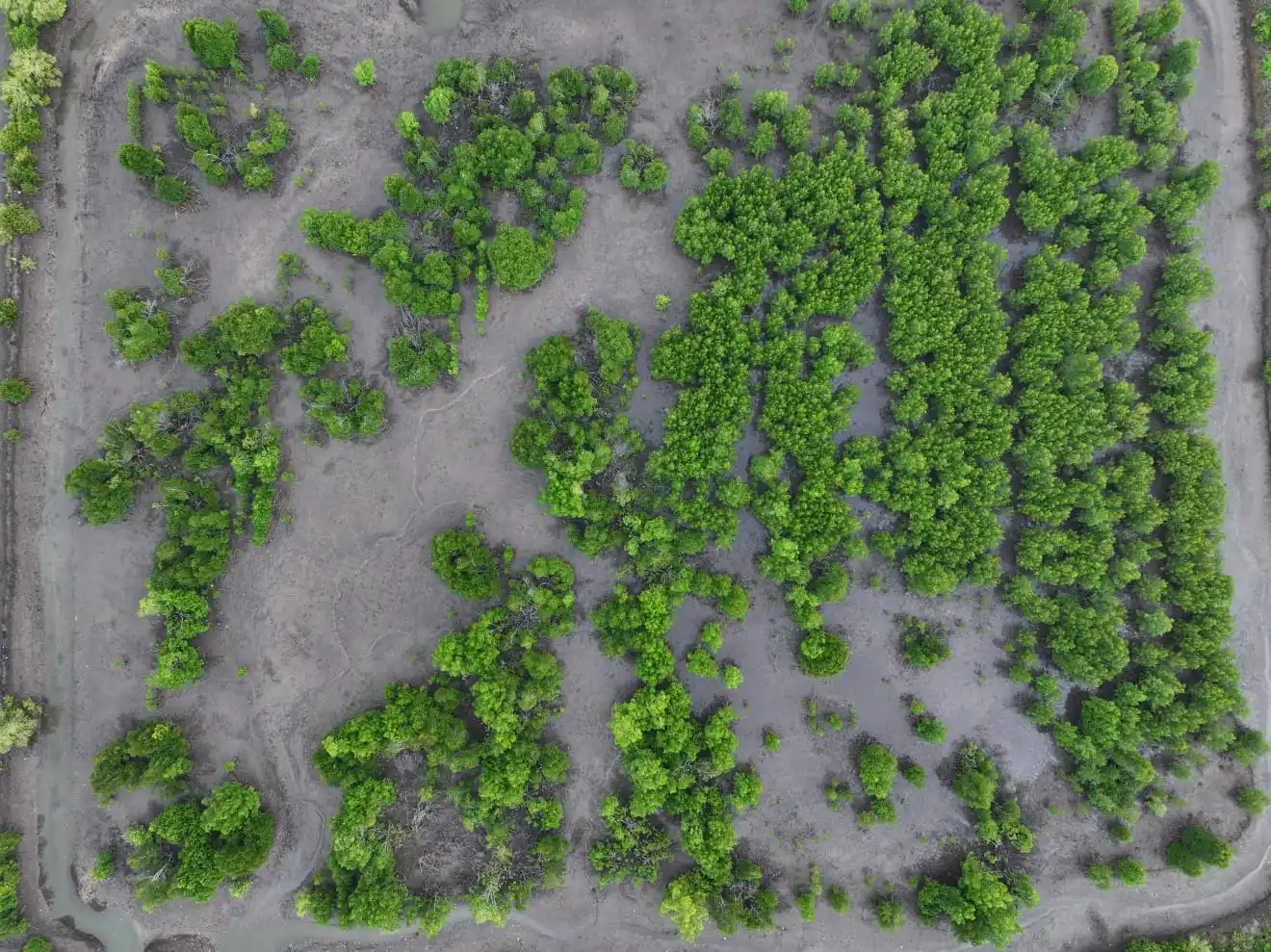 Restoration site 2025