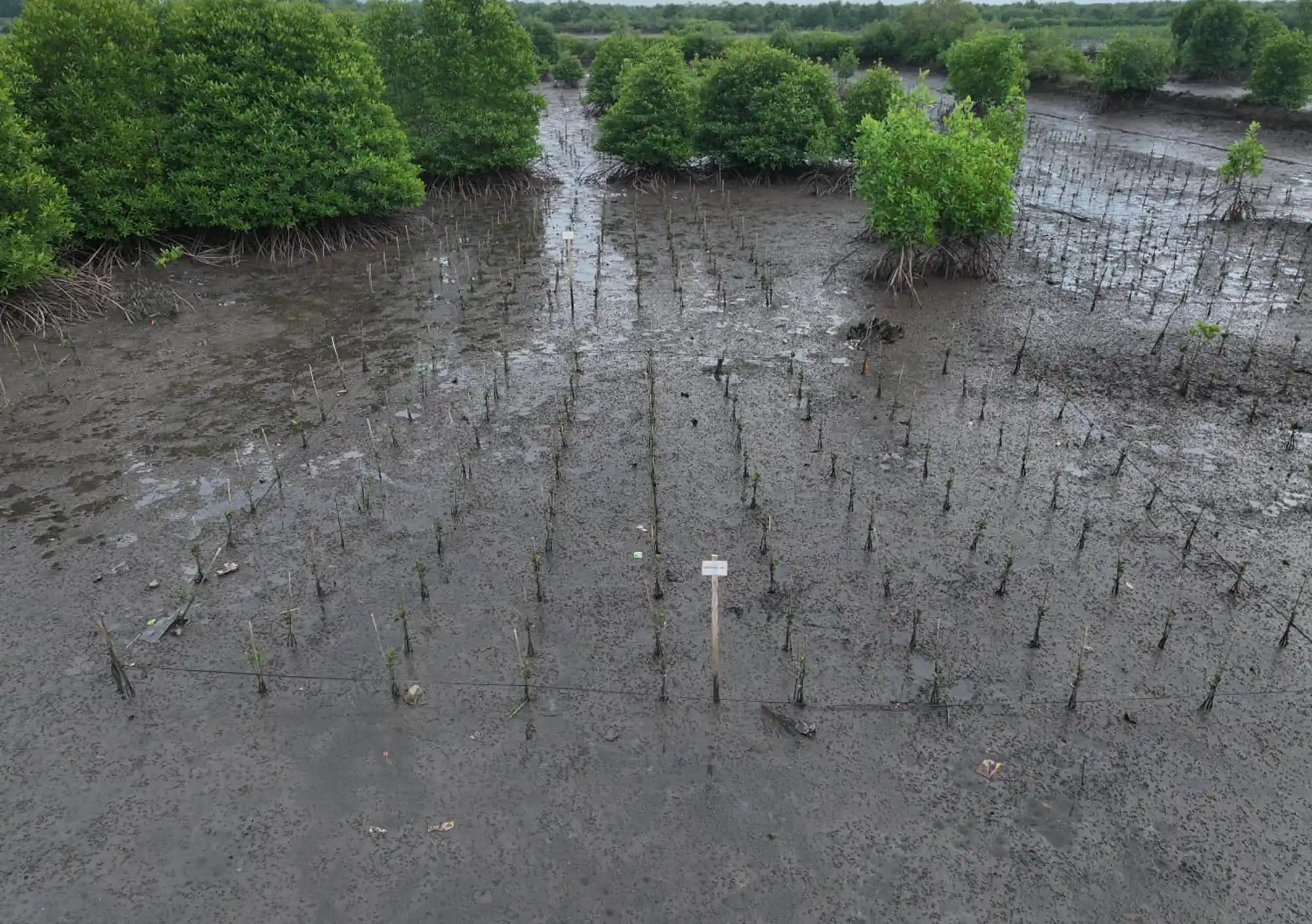 Restoring coastal ecosystems in Aceh