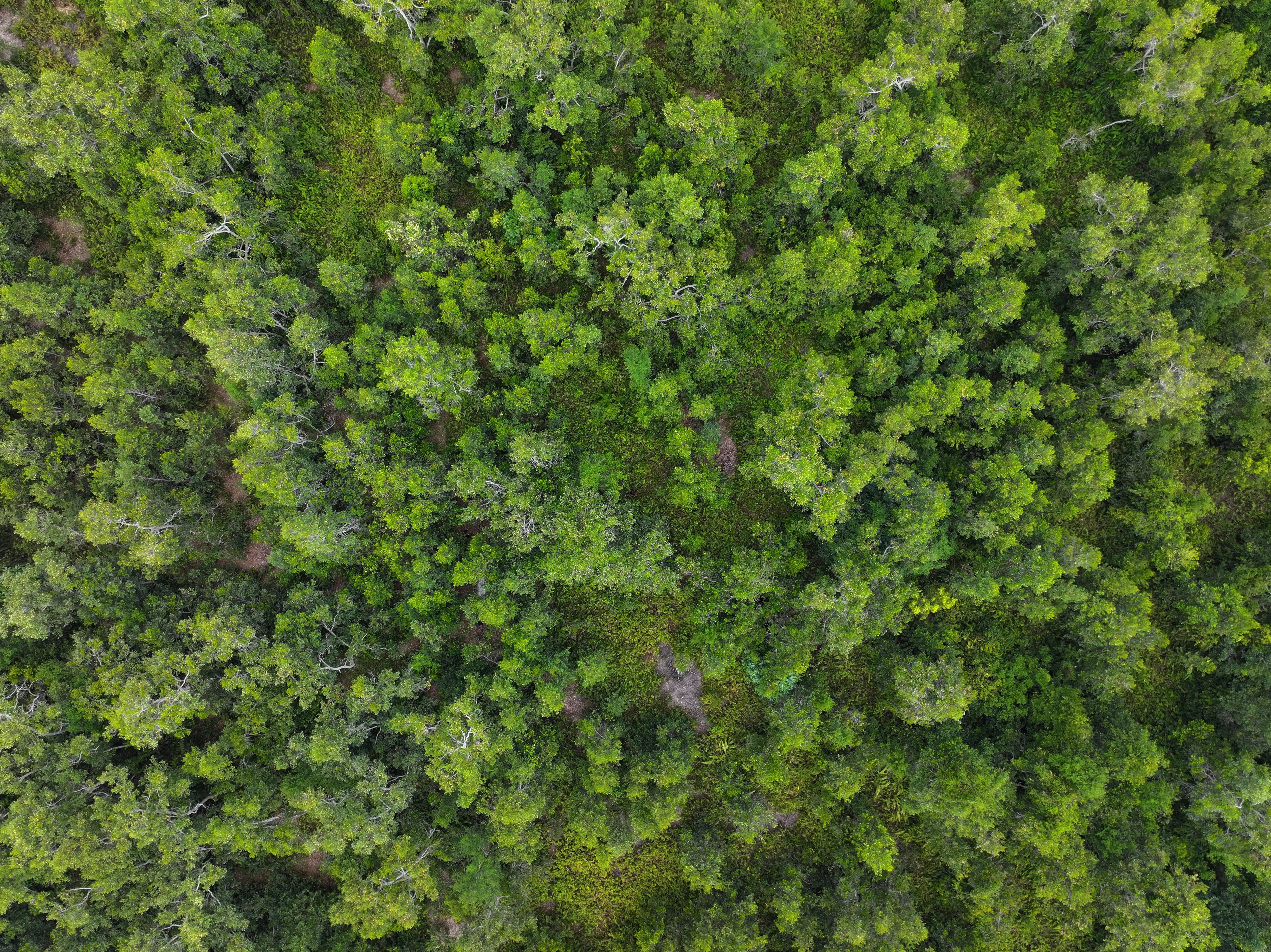Forest background