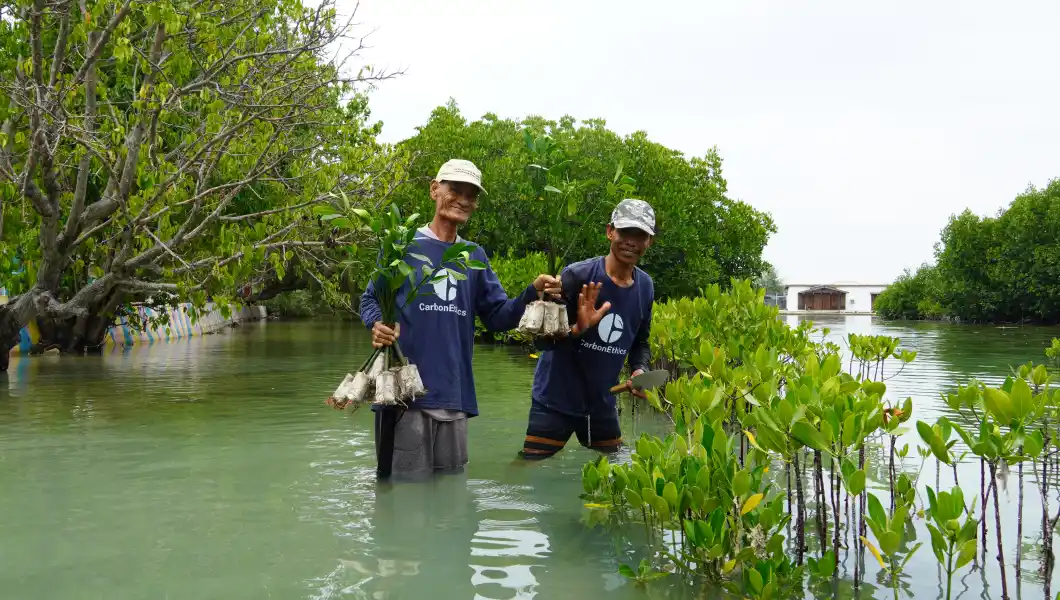 Mangrove Rehabilitation -
Kepulauan Seribu