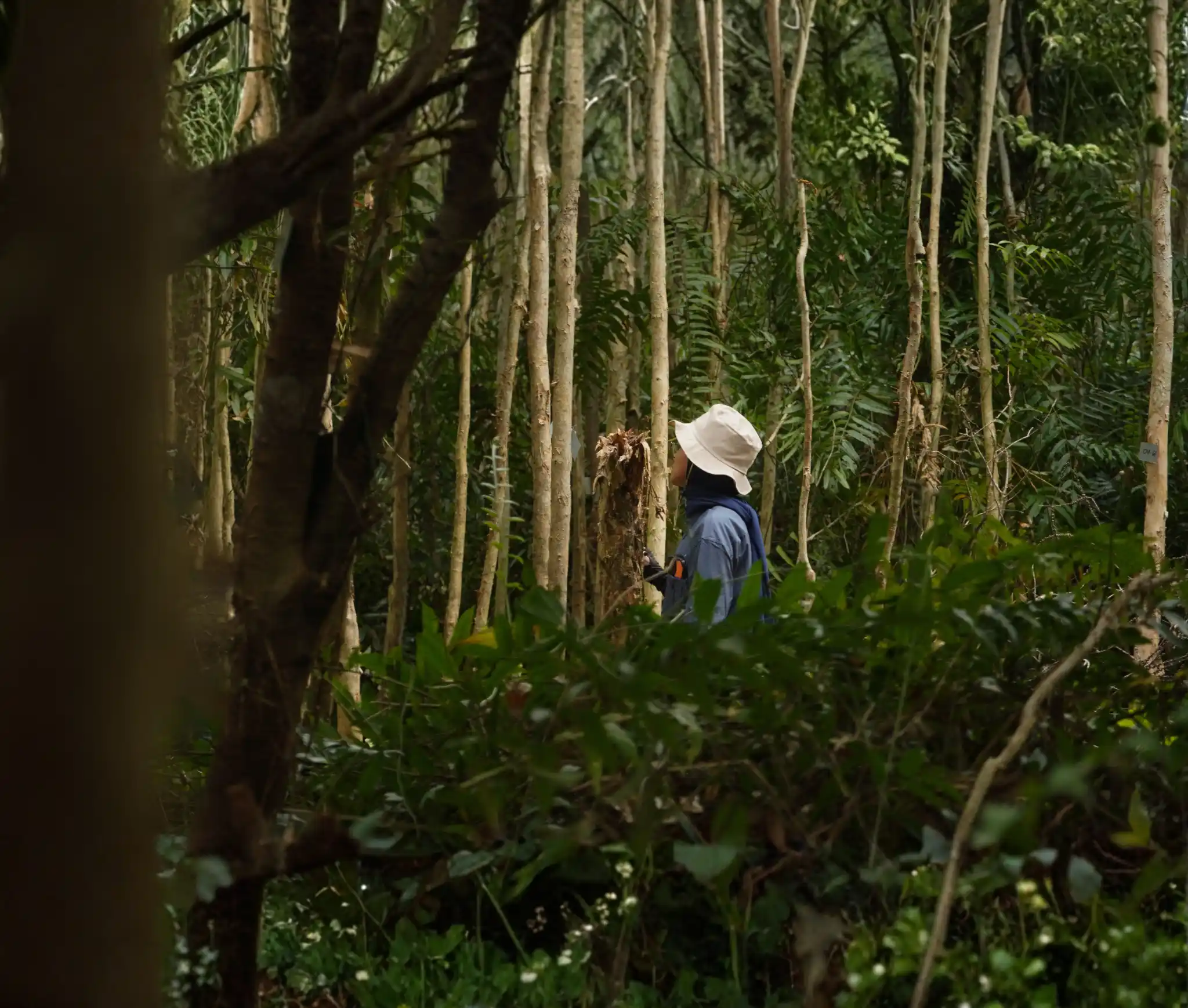 Pulang Pisau PRESERVE - Peatland Restoration and Fire Prevention